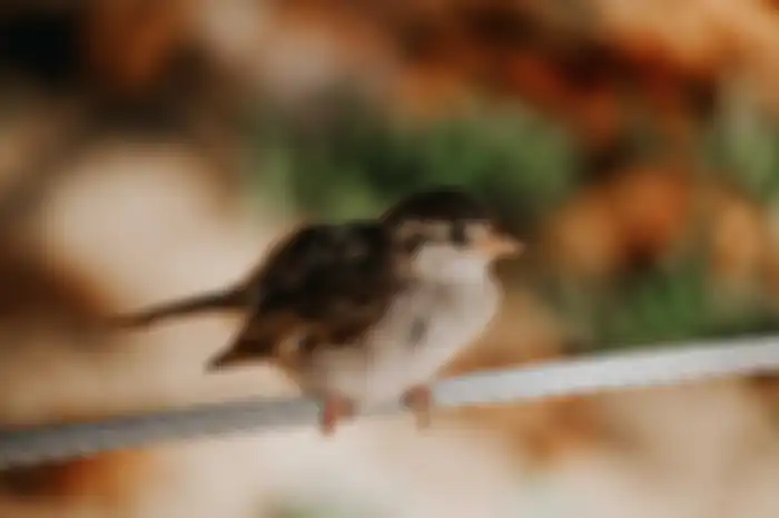 Artikel ini akan membahas tentang apa arti burung gereja masuk rumah kita, semoga bermanfaat untuk para pembaca.