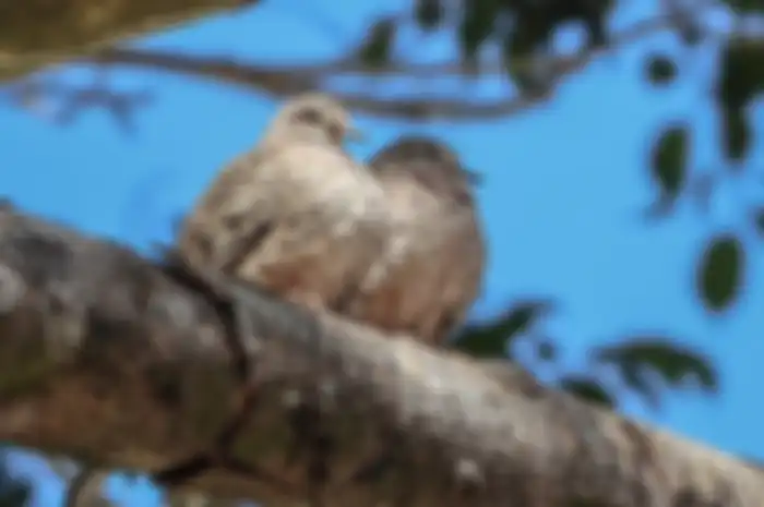 Bagi beberapa orang, barangkali itu menimbulkan pertanyaan: burung perkurut masuk rumah pertanda apa ya?