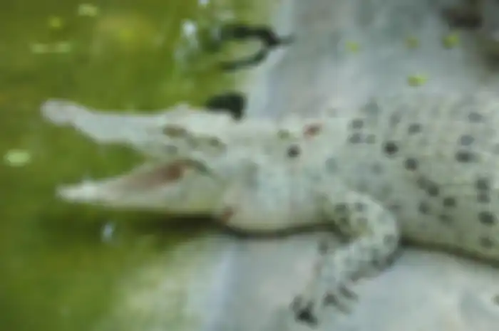 Mimpi dikejar buaya (pixhere)