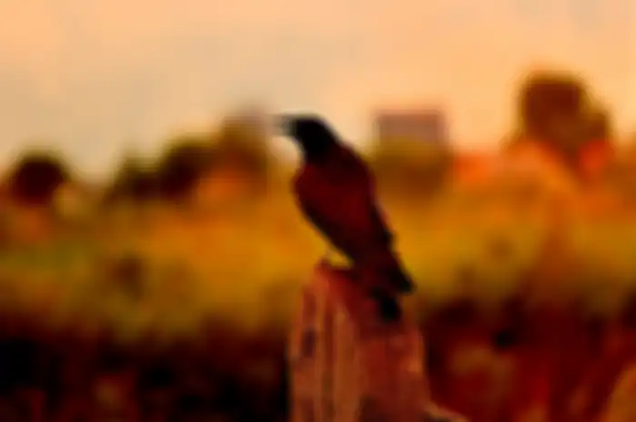 Inilah arti mitos burung masuk rumah pagi-pagi menurut Primbon Jawa.