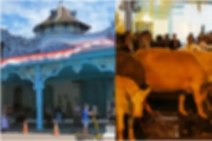 Ilustrasi - Hewan yang dikenal dengan sebutan Kebo Bule merupakan hewan sakti dari Keraton Surakarta.