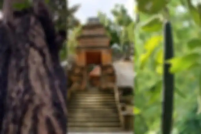 Pohon mentaok  dibabat Ki Ageng Pemanahan sebelum Kerajaan Mataram Islam berdiri ternyata punya banyak keunikan. Termasuk memiliki sifat 'biseksual'.