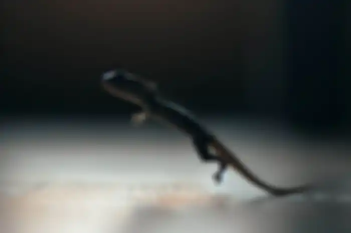 Penggambaran seekor cicak jatuh menggunakan AI. Berikut ini ulasan lengkap tentang arti kejatuhan cicak di kepala, tangan kanan, kaki, dan bagian tubuh lain.