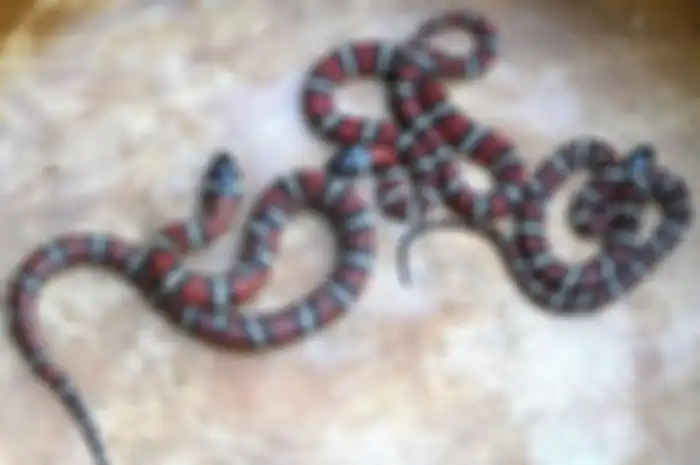 Ilustrasi ular jenis Kingsnake. Apa arti mimpi melihat ular banyak tapi tidak menggigit? Apakah ini pertanda baik atau buruk? Simak 11 arti mimpi ini dan apa yang harus Anda lakukan.