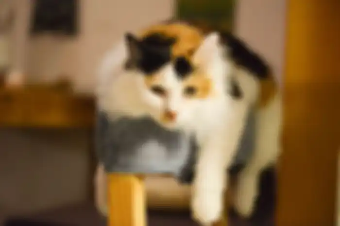 Kucing belang tiga alias kucing belacu diselimuti mitos, ia dianggap sebagai kucing penghasil uang. Ia juga disebut sebagai kucing penyembuh.