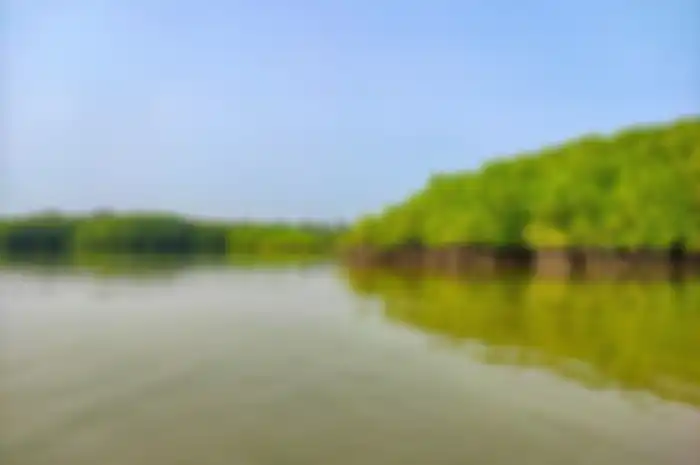 Ilustrasi - Hutan Mangroves.
