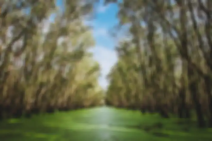 Ilustrasi - Hutang Mangrove.