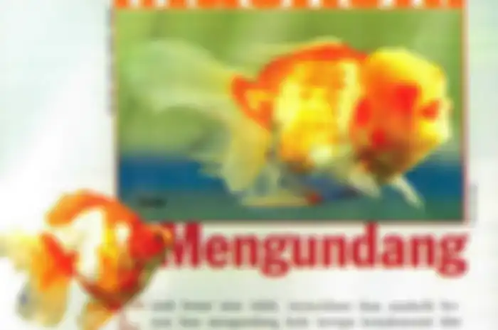 Ikan maskoki dianggap sebagai ikan pembawa hoki. Pamornya selalu naik menjelang Imlek atau Tahun Baru Cina. Masih keturunan ikan mas (Foto: Ibas/Ikan-ikan koleksi Harsono)