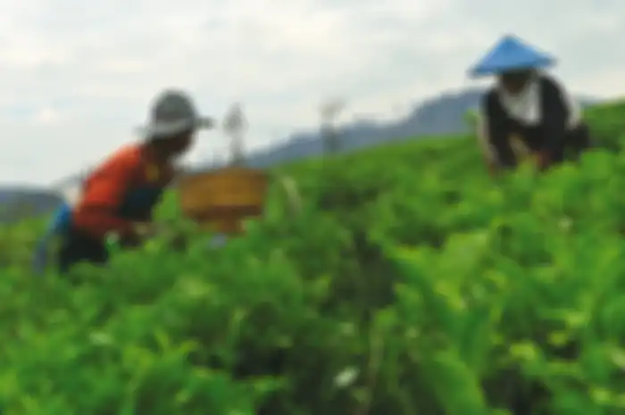 Teh dulu adalah sajian para bangsawan. Tapi seiring produksinya yang semakin massal, tanaman asli Cina ini berkembang menjadi hidangan rakyat kebanyakan (Foto: Kurniawan Adi Nugroho/Majalah Intisari)