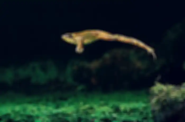 Kisah Katak Lompati Jendela
