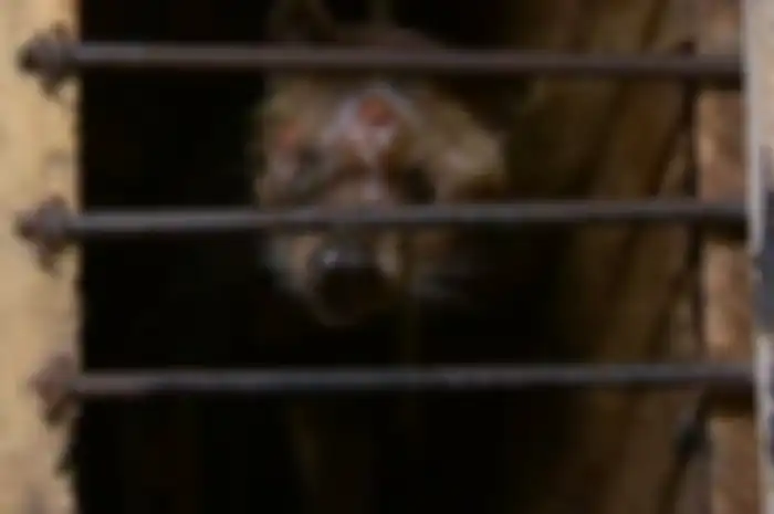 Inilah Alasan Mengapa Anda Harus Berhenti Minum Kopi Luwak Sekarang