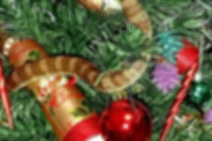 Ular beracun ini merayap di pohon Natal dan terlihat seperti dekorasi