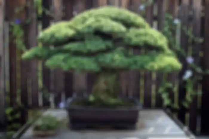 Tak hanya sudah berusia sangat tua, satu hal lain yang sangat mengagumkan dari bonsai ini adalah kekuatannya untuk bertahan hidup.