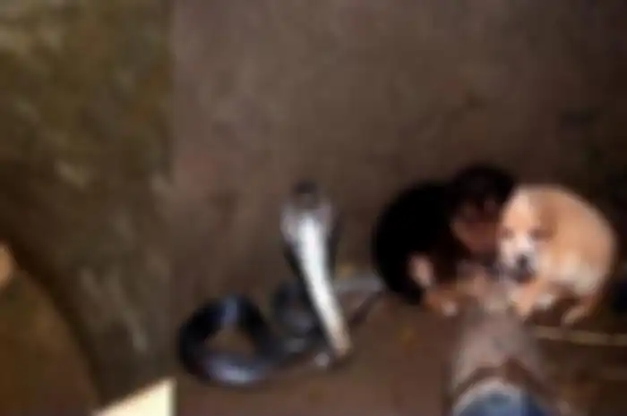 King kobra dan dua anak anjing berteman