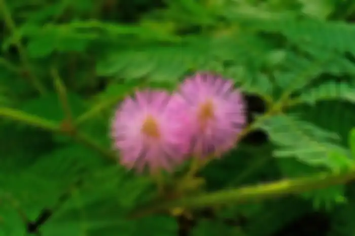Tanaman putri malu atau yang memiliki nama latin Mimosa pudica Linn, merupakan tumbuhan dari anggota suku polong-polongan.