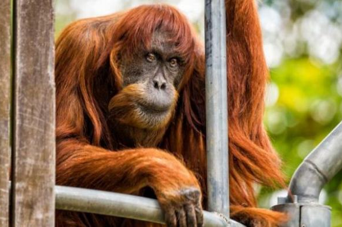 Orangutan bernama Puan ini diyakini lahir di Sumatra pada 1956 tapi besar di alam liar.