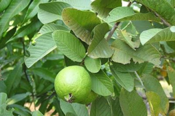 Bukan hanya buahnya yang bisa di jus untuk memperoleh manfaat kesehatan, daun jambu biji ternyata baik untuk penderita diabetes.