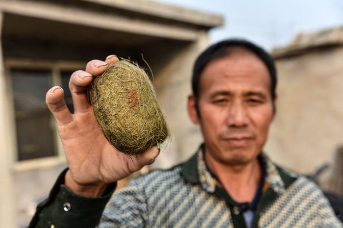 Menurut para ahli, jika dijual harga batu empedu babi itu bisa mencapai 450 ribu poundsterling (sekitar Rp8,1 miliar).