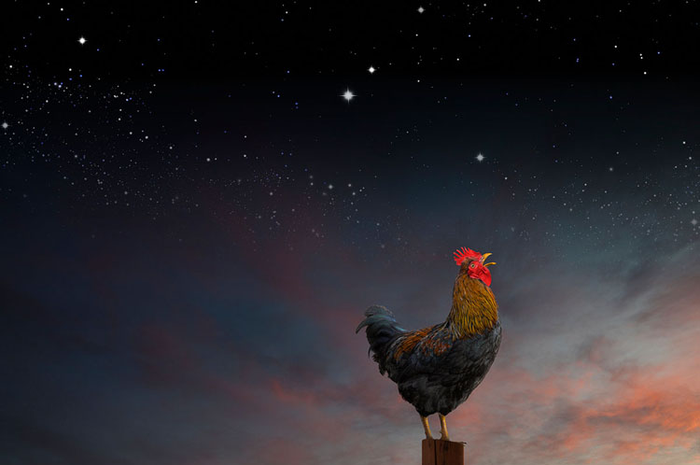 Kalau ayam jago berkokok tandanya matahari akan segera muncul. Bagaimana bila ia berkokok di tengah malam?