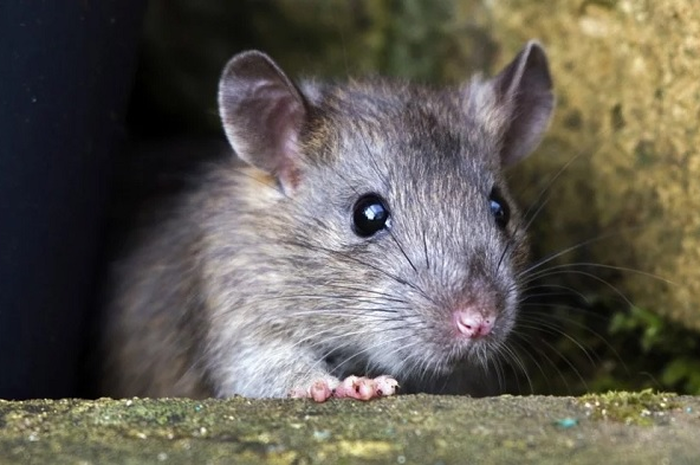 ilustrasi tikus