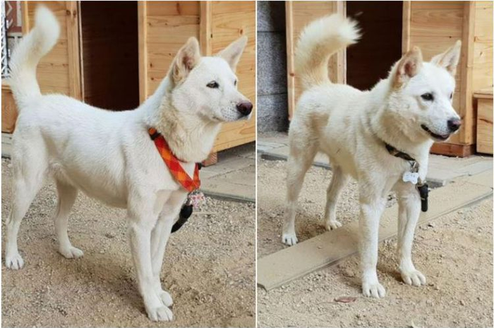 Kim Jong Un makin mesra dengan Presiden Korea Selatn Moon Jae In. Kali ini Kim kembali memberi hadiah dua ekor anjing Pungsan