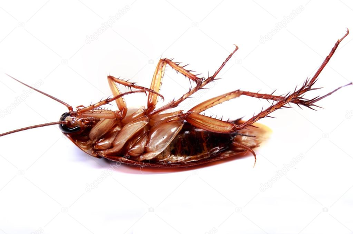 Bikin geli dan menjengkelkan, begini cara mudah agar rumah terbebas dari kecoa, lakukan langkah ini. 