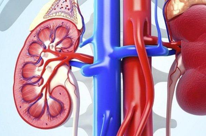 Manusia dilahirkan dengan dua ginjal sebagai komponen fungsional dari sistem ginjal, yang juga mencakup dua ureter, kandung kemih dan uretra.