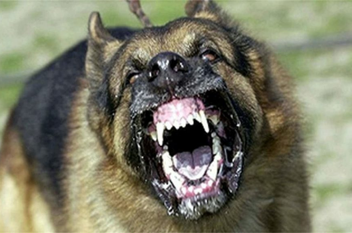 Menurut keterangan keluarga Affak, anjing itu mencoba untuk menggigitnya. Kemudian, pria tersebut melemparkan batu kecil untuk menakuti hewan itu.