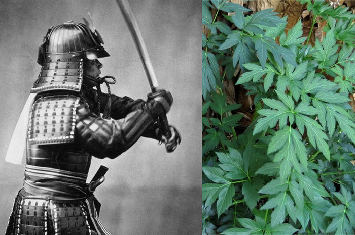 Daun tradisional Jepang yang sering dimakan samurai ini dipercaya menjadi rahasia awet muda mereka, kata para ilmuwan.