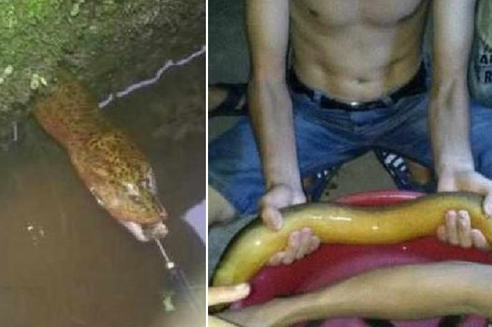 Seorang pria menemukan hewan mirip ular berukuran raksasa yang secara tak terduga muncul di kolam ikannya.