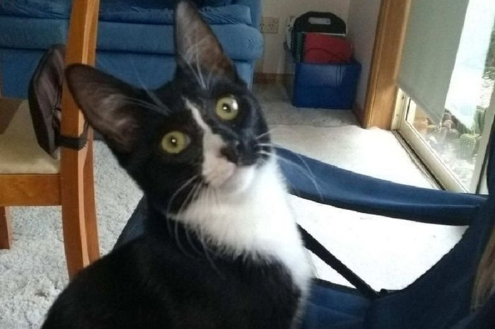 Seekor kucing peliharaan di Tasmania, Australia, selamat meski sempat tergiling bersama pakaian kotor dalam mesin cuci selama sekitar 30 menit.