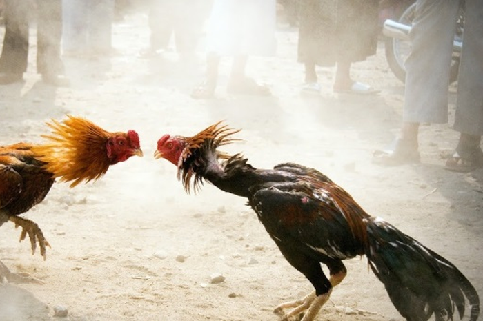 Mungkin terdengar aneh, tak masuk akal, dan sulit dipercaya, seekor ayam membunuh seorang polisi, di Filipina.