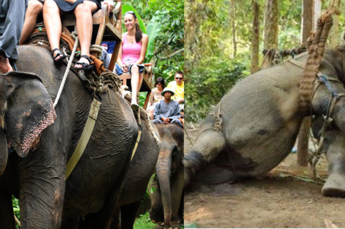 Salah satunya adalah realitas di balik industri wisata gajah di Thailand yang mungkin tak pernah Anda ketahui sebelumnya.