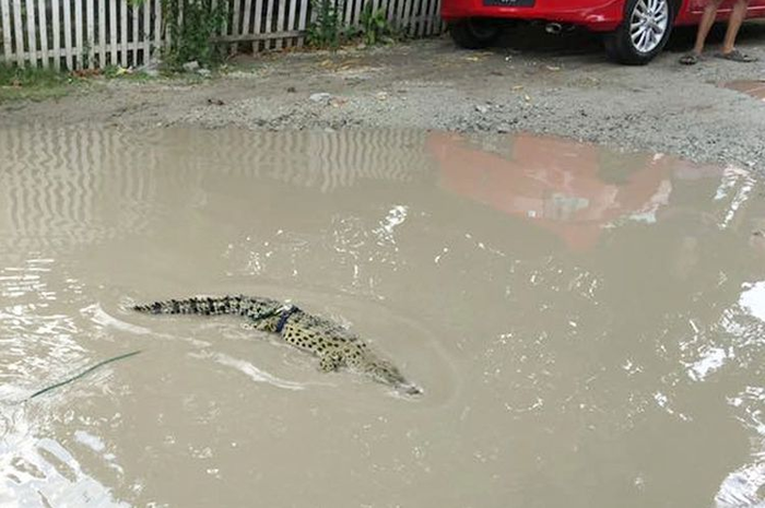 Akibat kesal jalan selalu digenangi air selama 10 tahun, seorang warga Kota Gorontalo melepaskan buaya peliharaannya.