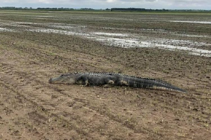 Peristiwa tersebut terjadi pada Kamis lalu ketika mereka menemukan buaya besar sedang berjemur di bawah sinar matahari di sawah.