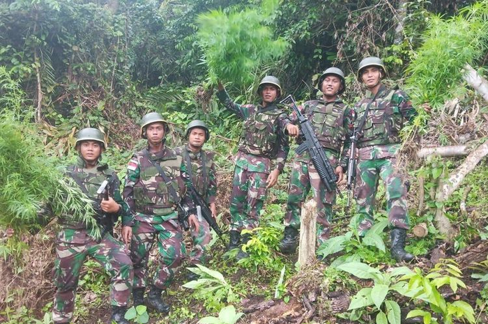 Ladang ganja tersebut ditemukan ketika Prajurit Satgas Pamtas Yonif 126/KC Pos Waris yang dipimpin Komandan Pos Lettu Inf Dewangkoro.