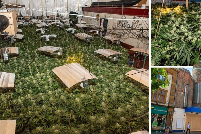 Bagi negara yang belum melegalkan ganja untuk tentu saja menanamnya dilarang apalagi memberdayakannya dalam jumlah besar.