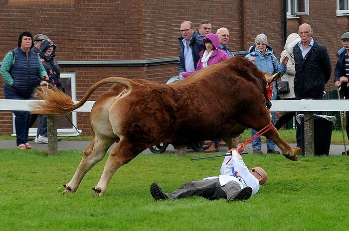 Seekor banteng Limousin besar menyeret dan menginjak pawangnya sesaat setelah menerima hadiah pemenang.
