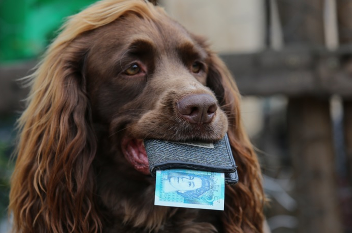 Seorang pemilik anjing mulai memberikan uang saku mingguan sebesar £ 5 (sekitar Rp87.000) kepada anjingnya.