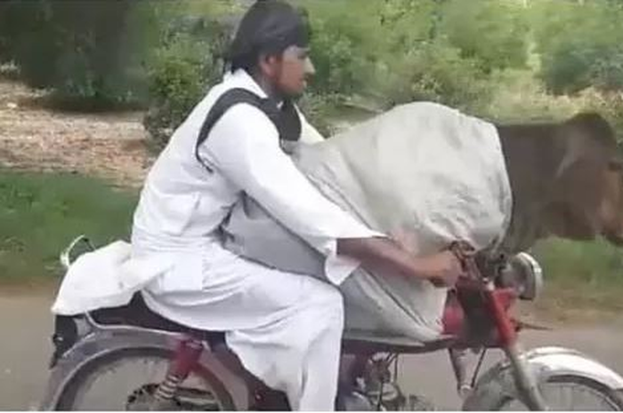 Selain itu, hewan sapi di daerah India dan sekitarnya dibiarkan berkeliaran bebas karena tidak ada orang yang berani meyakitinya.