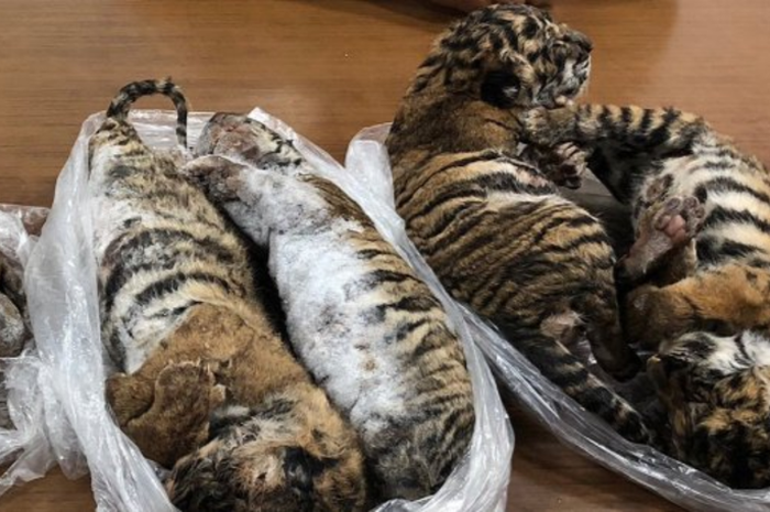Tulang-tulang harimau akan direbus dan dicampur dengan anggur beras untuk membuat obat tradisional yang dipercaya ampuh.