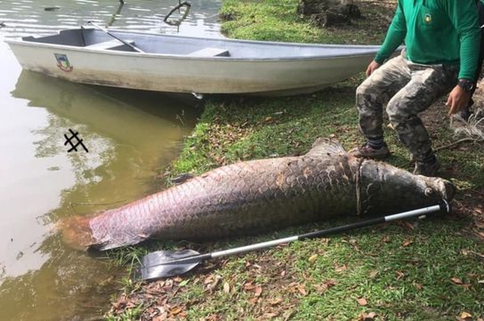 Hal ini cukup mengejutkan, karena pada umumnya ikan di sungai tidak ada yang sebesar buaya seperti yang ditemukan.