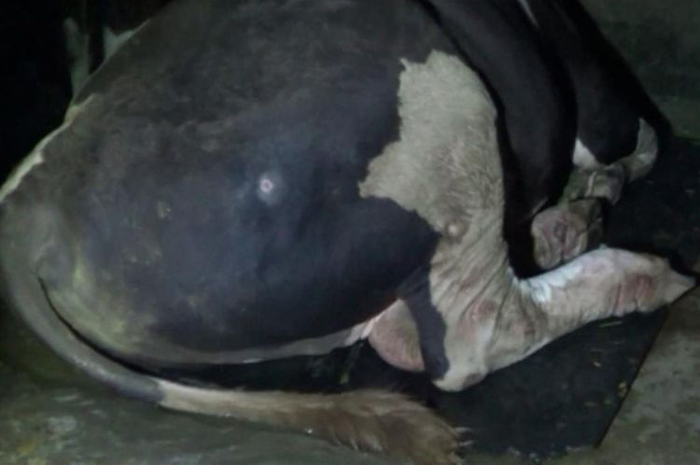 Sapi kurban berbobot 1,05 ton yang dibeli Presiden Jokowi dari peternak di Polewali Mandar, Sulawesi Barat, diberi karpet hitam.