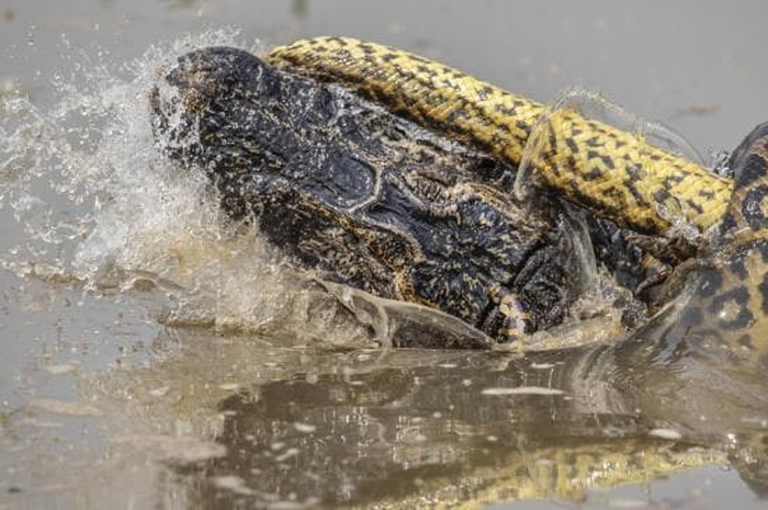 Fotografer margasatwa ini mengatakan bahwa dirinya duduk sekitar 9 m dari binatang yang tengah berkelahi tersebut.