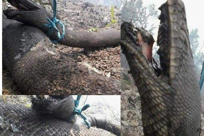 Sebuah foto yang menunjukkan seekor ular besar seperti anaconda viral di media sosial Instagram.