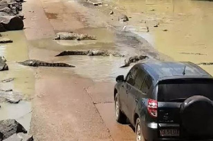 Ini adalah saat-saat mengerikan di mana ada sekitar 30 buaya air asin mengelilingi sebuah mobil yang sedang melintas.
