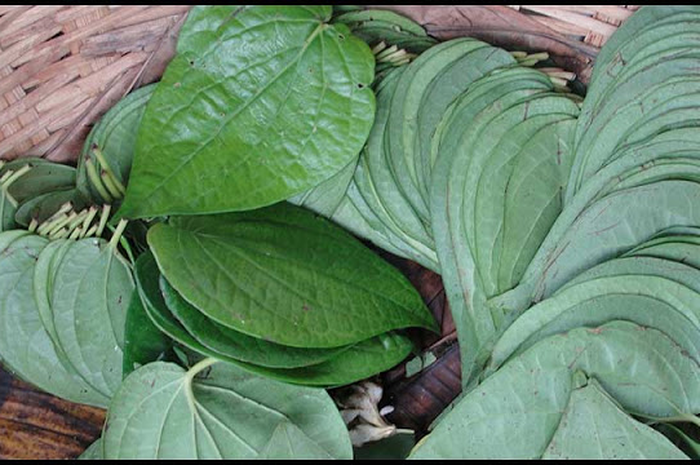 Warnanya yang hijau bersinar dan bentuknya yang menyerupai hati ini mengandung nutrisi penting yang sangat baik untuk tubuh.