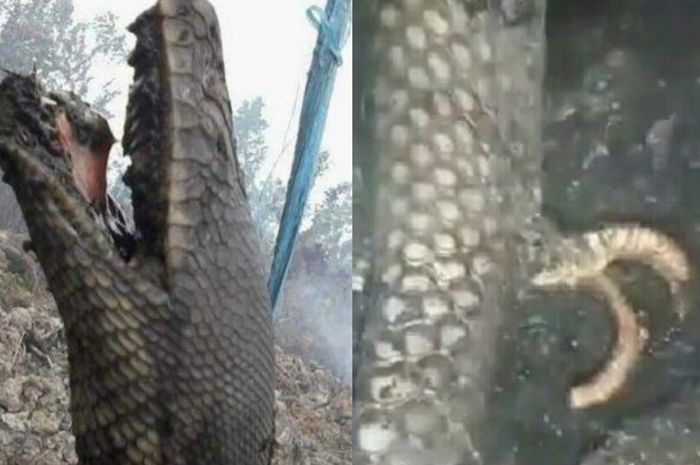 Petugas menemukan ular berkaki tiga di lokasi Karhutla di Kecamatan Rengat, Kabupaten Indragiri Hulu (Inhu), Provinsi Riau.