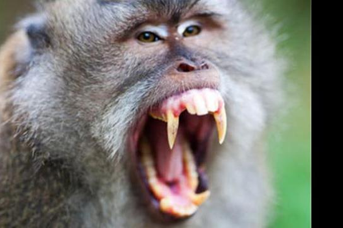Padahal disebutkan monyet-monyet tersebut damai namun tiba-tiba berubah menjadi agresif dan mulai menyerang serta mengintimidasi penduduk.