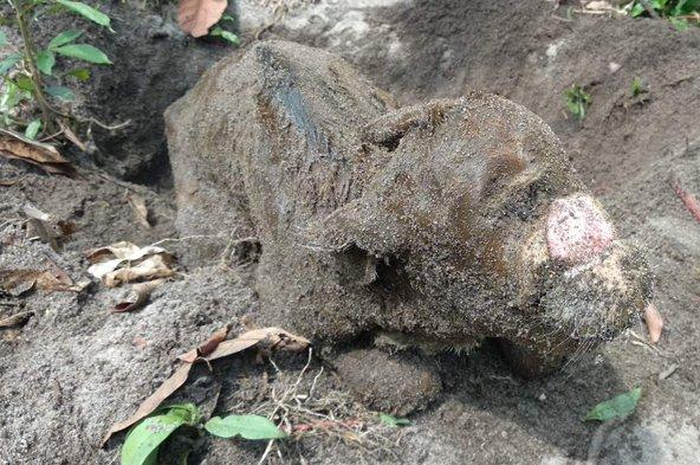 Bayi sapi bermata satu membuat heboh warga Dusun Sungai Belit, Desa Sejahtera, Kabupaten Kayong Utara (KKU), Kalimantan Barat (Kalbar).